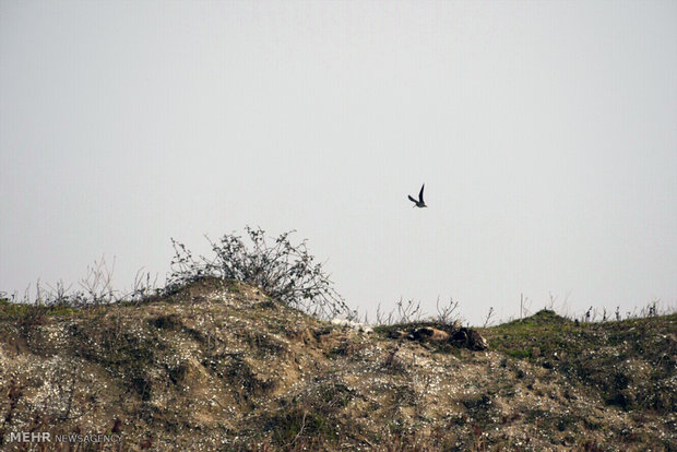 Migratory birds stop at Iranian border city of Astara