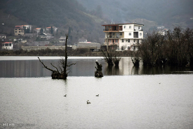 Migratory birds stop at Iranian border city of Astara