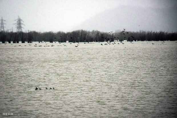 Migratory birds stop at Iranian border city of Astara