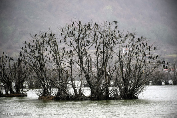 Migratory birds stop at Iranian border city of Astara