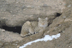 نجات گربه وحشی از تله در شهرستان بوئین زهرا