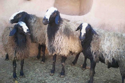 طرح تولید گوسفند شال توسط مجمع بسیج استان قزوین ارائه شد