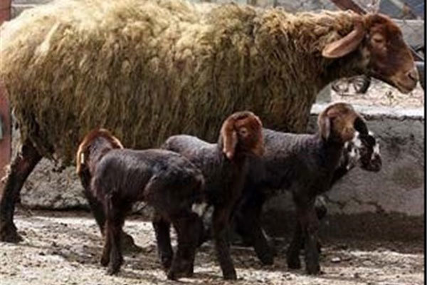 ژن چند قلوزایی در ۱۰ هزار راس گوسفند افشار زنجان تثبیت شده است 