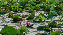 Anzali wetland
