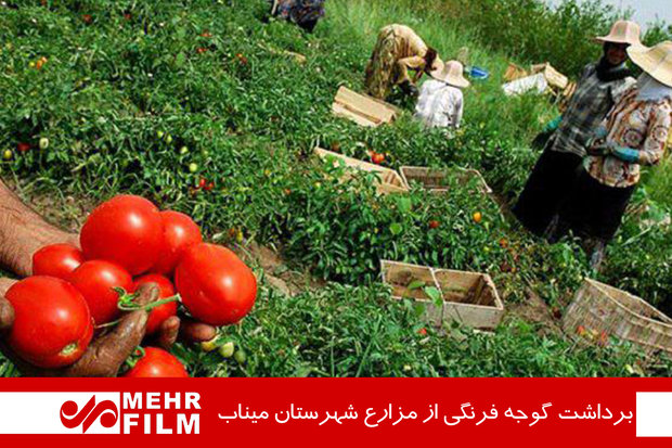 برداشت گوجه فرنگی در مزارع کشاورزی هشتبندی هرمزگان آغاز شد