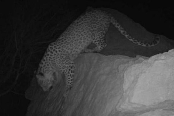 Four Persian leopards spotted in Firuzkuh