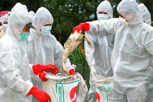 مشاهده بیماری آنفلوانزای پرندگان در آذربایجان غربی