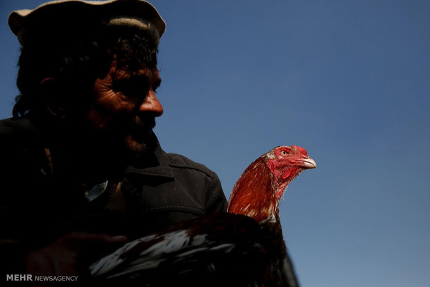 بازار پرندگان در کابل‎