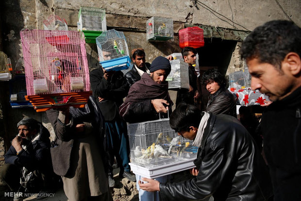 بازار پرندگان در کابل‎