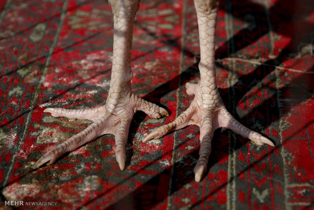 بازار پرندگان در کابل‎