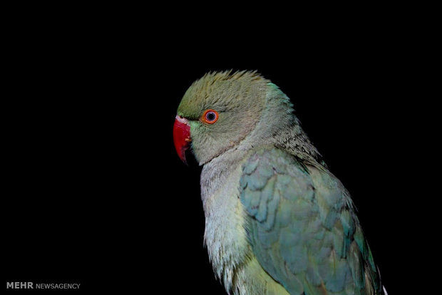 بازار پرندگان در کابل‎