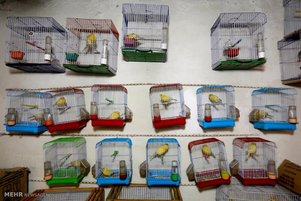 بازار پرندگان در کابل‎