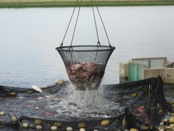 Tilapia farm in Ecuador (Photo by Aaron McNevin / WWF)