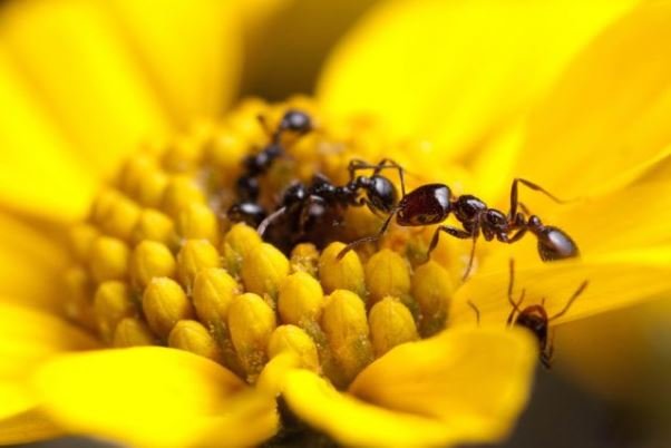 تولید آنتی بیوتیک های موثر با الهام از مورچه ها
