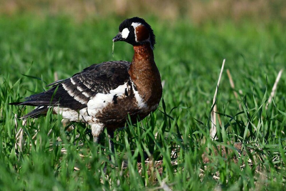 مشاهده عروسغاز پس از چندین دهه در خوزستان 4 پایگاه خبری ججین پایگاه خبر ججین