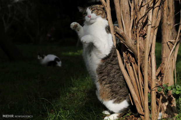 استانبول شهر گربه ها‎