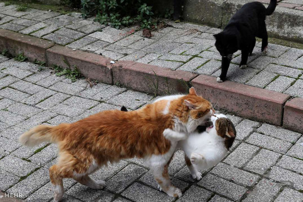 استانبول شهر گربه ها‎