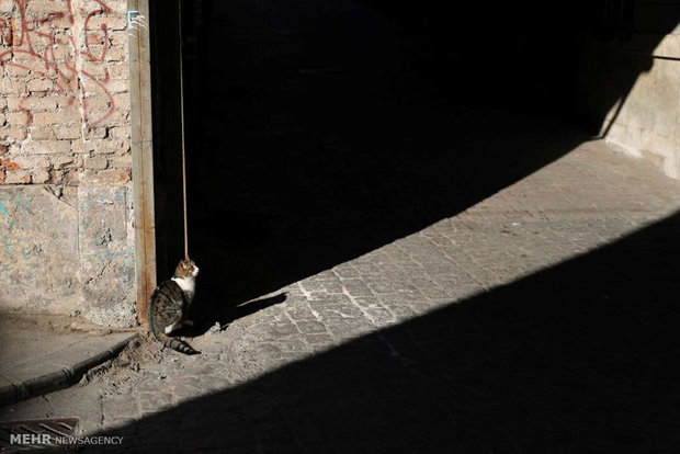 استانبول شهر گربه ها‎