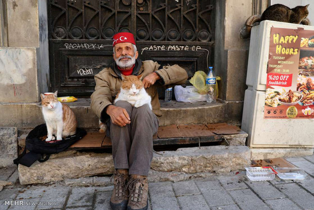 استانبول شهر گربه ها‎