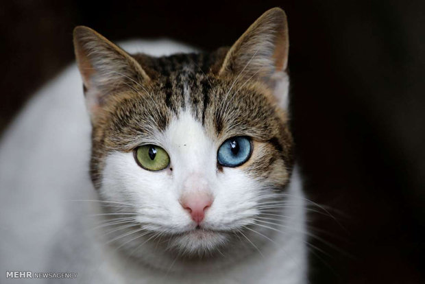 امریکی بلیوں میں بھی کورونا وائرس کی تشخیص