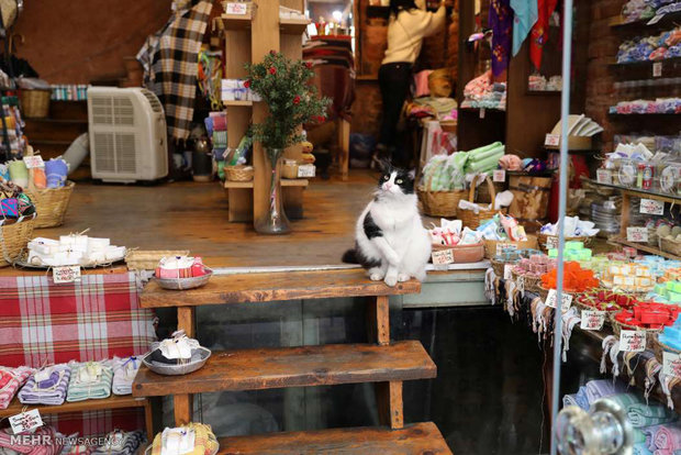 استانبول شهر گربه ها‎