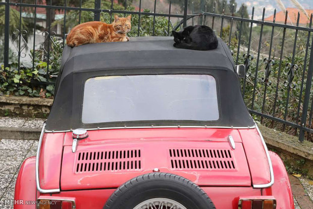 استانبول شهر گربه ها‎