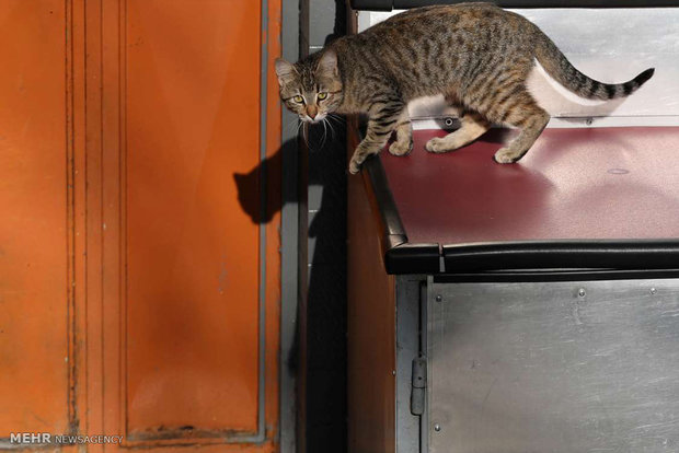 استانبول شهر گربه ها‎