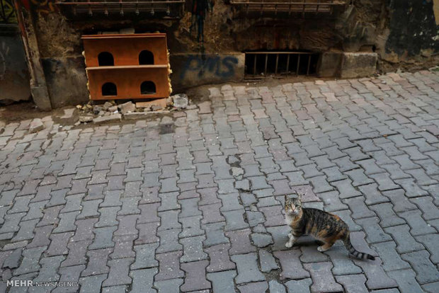 استانبول شهر گربه ها‎