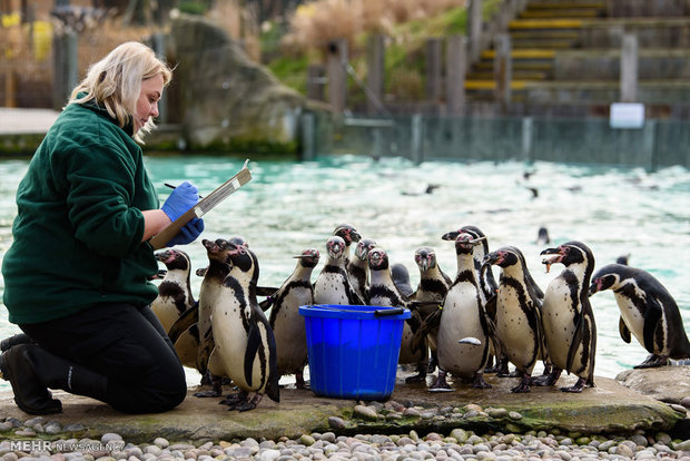 سرشماری سالانه باغ وحش لندن