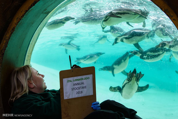 سرشماری سالانه باغ وحش لندن
