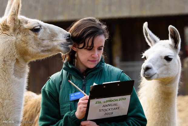 سرشماری سالانه باغ وحش لندن