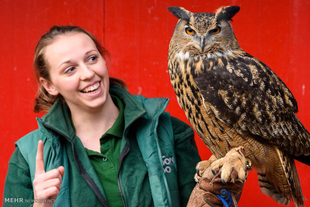 سرشماری سالانه باغ وحش لندن