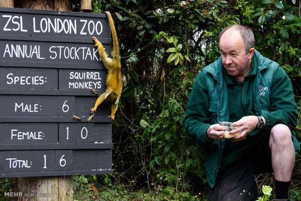 سرشماری سالانه باغ وحش لندن