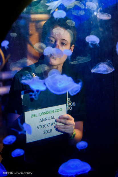 سرشماری سالانه باغ وحش لندن