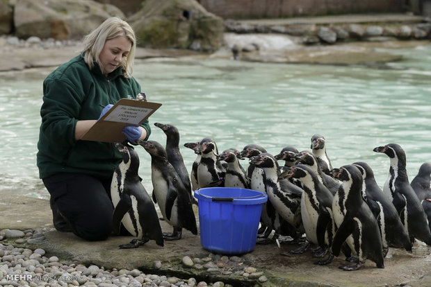 سرشماری سالانه باغ وحش لندن