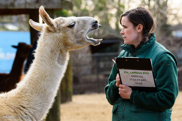 سرشماری سالانه باغ وحش لندن