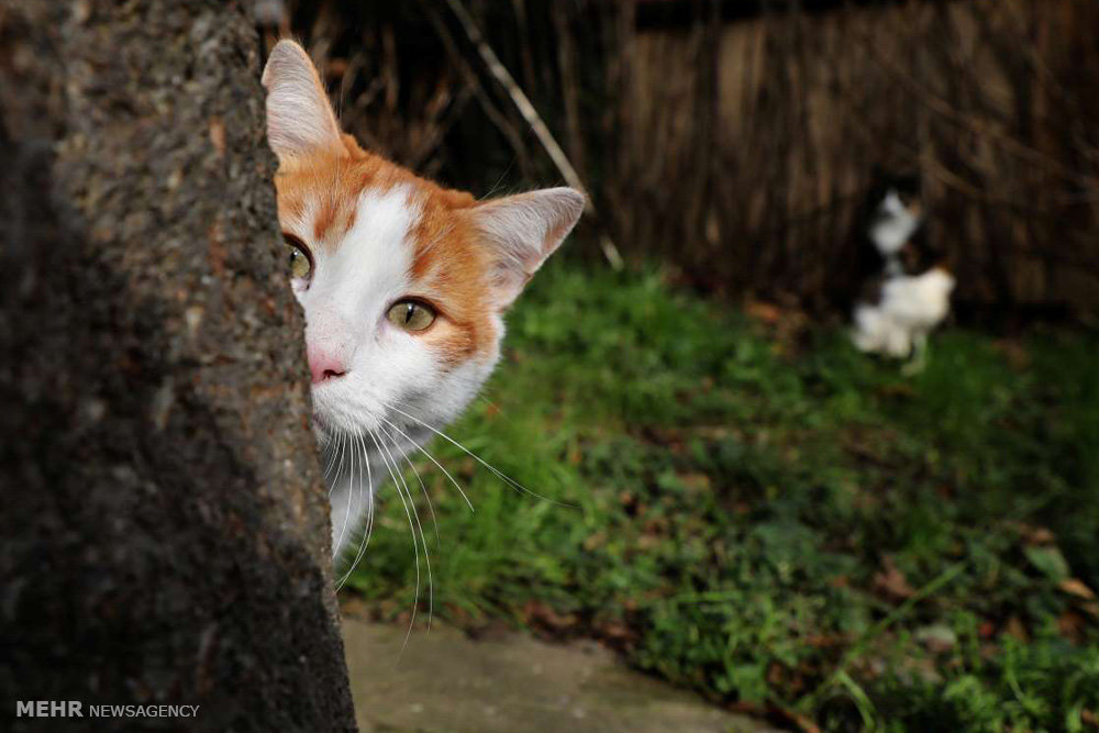 هجوم گربه های خیابانی به بیمارستانها/مخاطرات بهداشتی مراکز درمانی