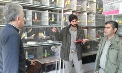 پایش مراکز عرضه و فروش پرندگان زینتی در تاکستان