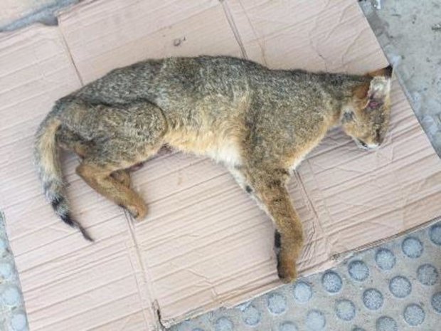 کشف لاشه یک گربه جنگلی در بجنورد 