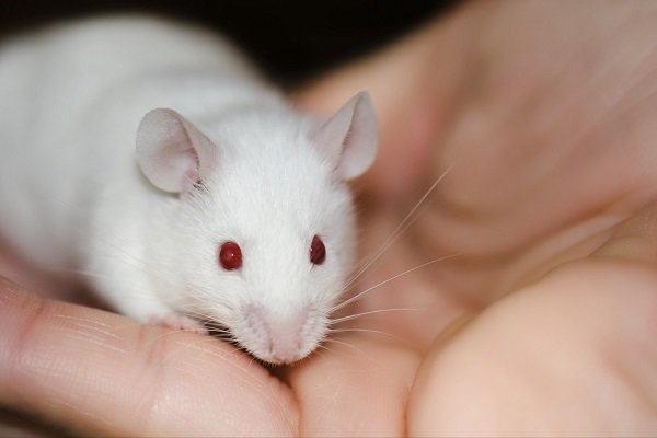 درمان اختلال خونی در موش جنینی با ویرایش ژن