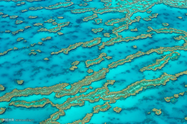 صخره های مرجانی کوئینزلند