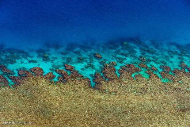 صخره های مرجانی کوئینزلند