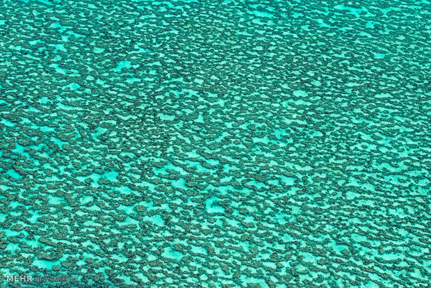 صخره های مرجانی کوئینزلند