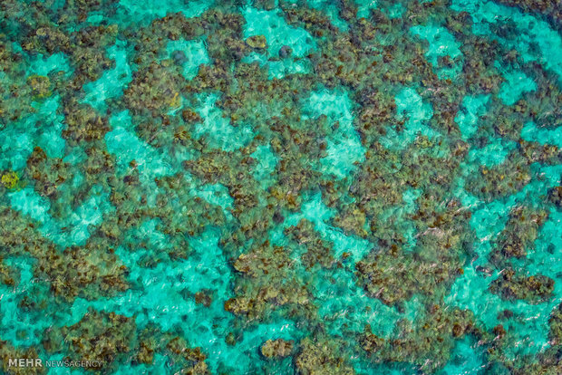 صخره های مرجانی کوئینزلند