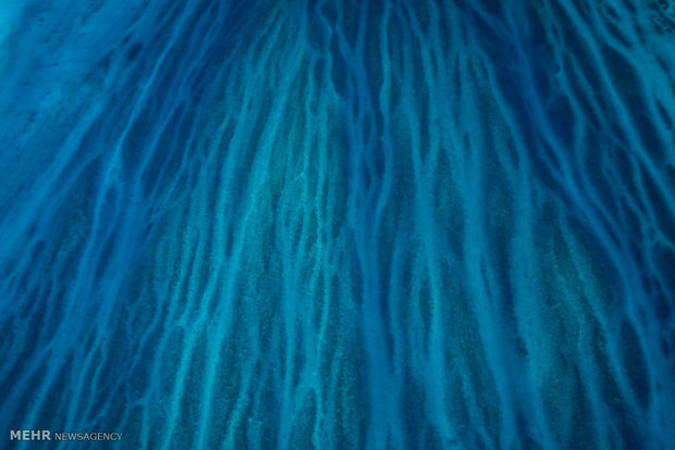 صخره های مرجانی کوئینزلند