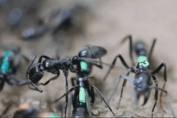مورچه ها پاهای یکدیگر را برای درمان لیس می زنند