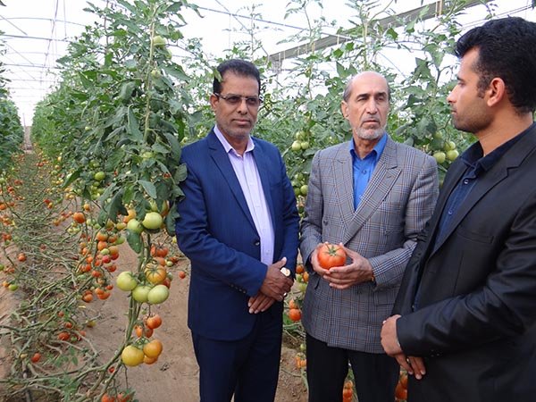 پنج طرح عمران روستایی و کشاورزی در دشتی افتتاح شد