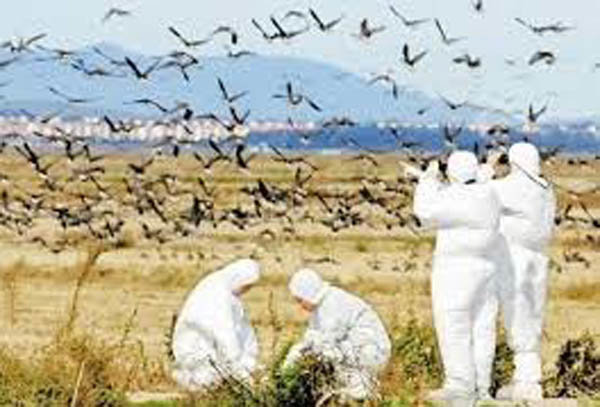 موردی از آنفلوانزای پرندگان درکهگیلویه و بویراحمد مشاهده نشده است