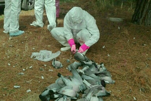 ۵۰۰۰ کبوتر وحشی در اسلام آبادغرب تلف شدند