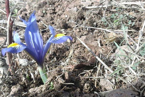 پیام زودهنگام «نوروز گولی»در اردبیل/طبیعت در زمستان بوی بهار گرفت